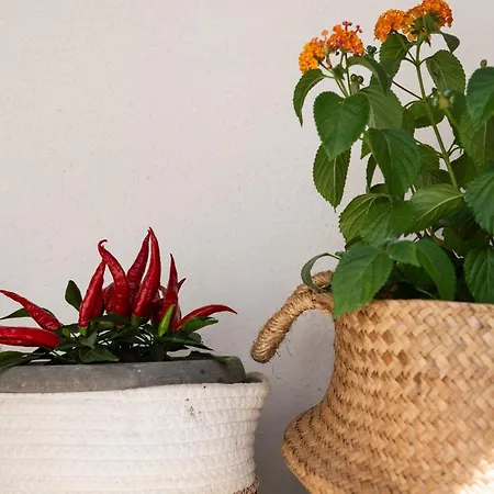 Chili House سينيسكولا